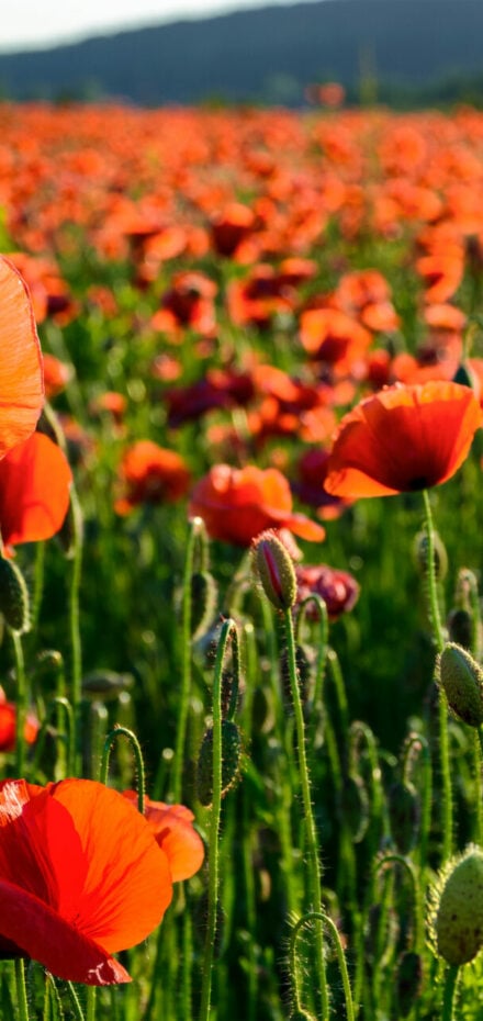 one tall poppy in field of poppies