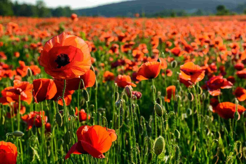 one tall poppy in field of poppies