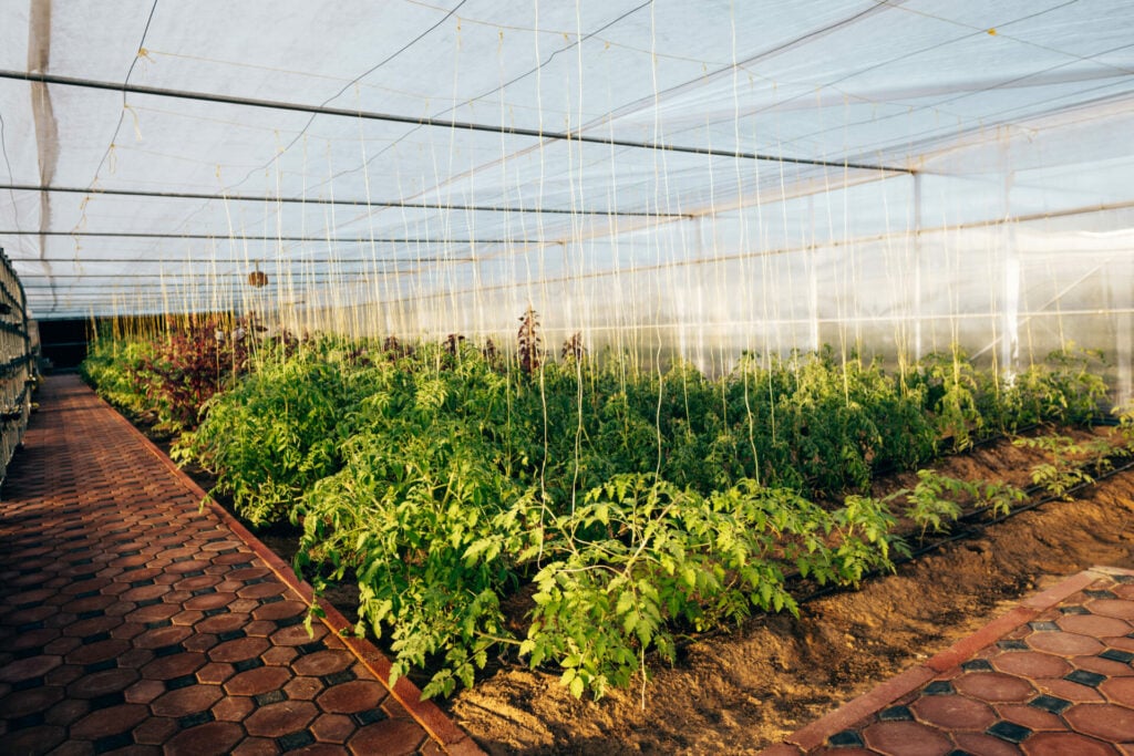 vegetables growing indoors at My Farm Dubai 