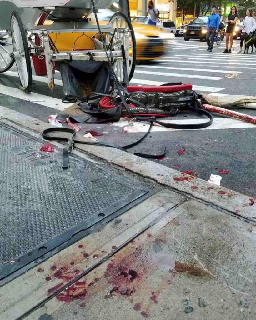 blood by horse and carriage harness in New York