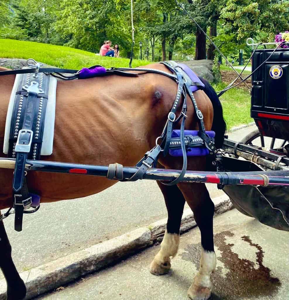 Carriage horses live miserable lives and get chronic health conditions