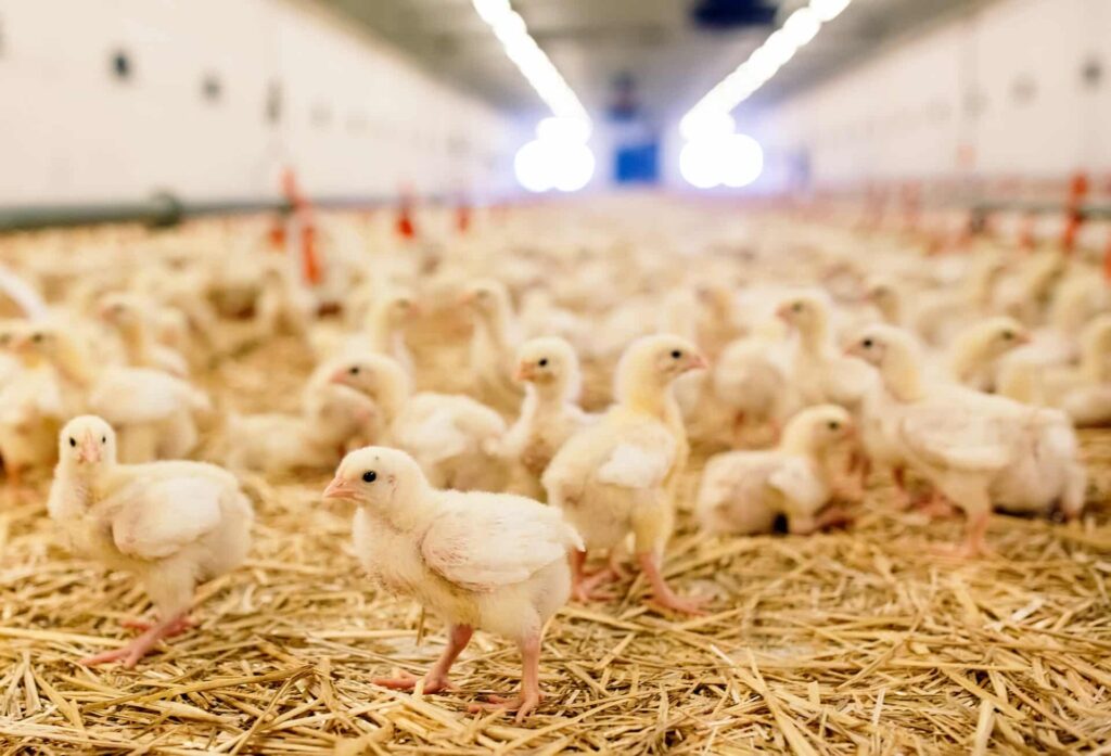Energy Saving Blackouts in South Africa Force Farmers To Cull Million Chicks