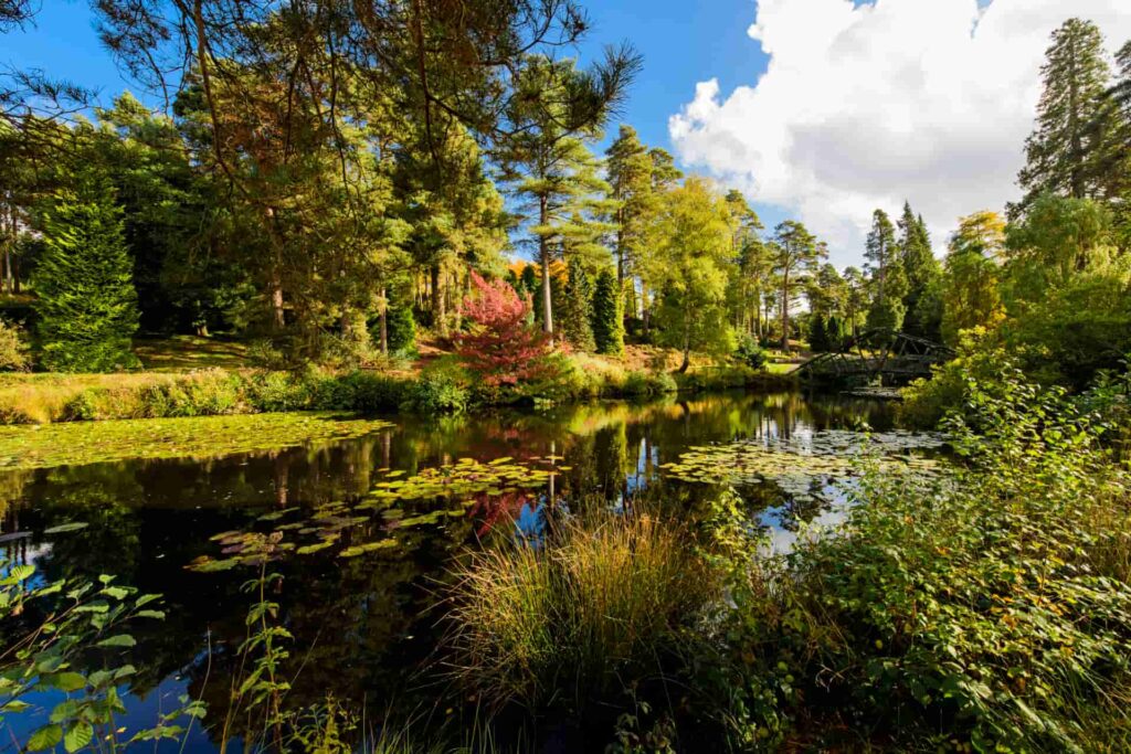 forest lake outside tunbridge wells