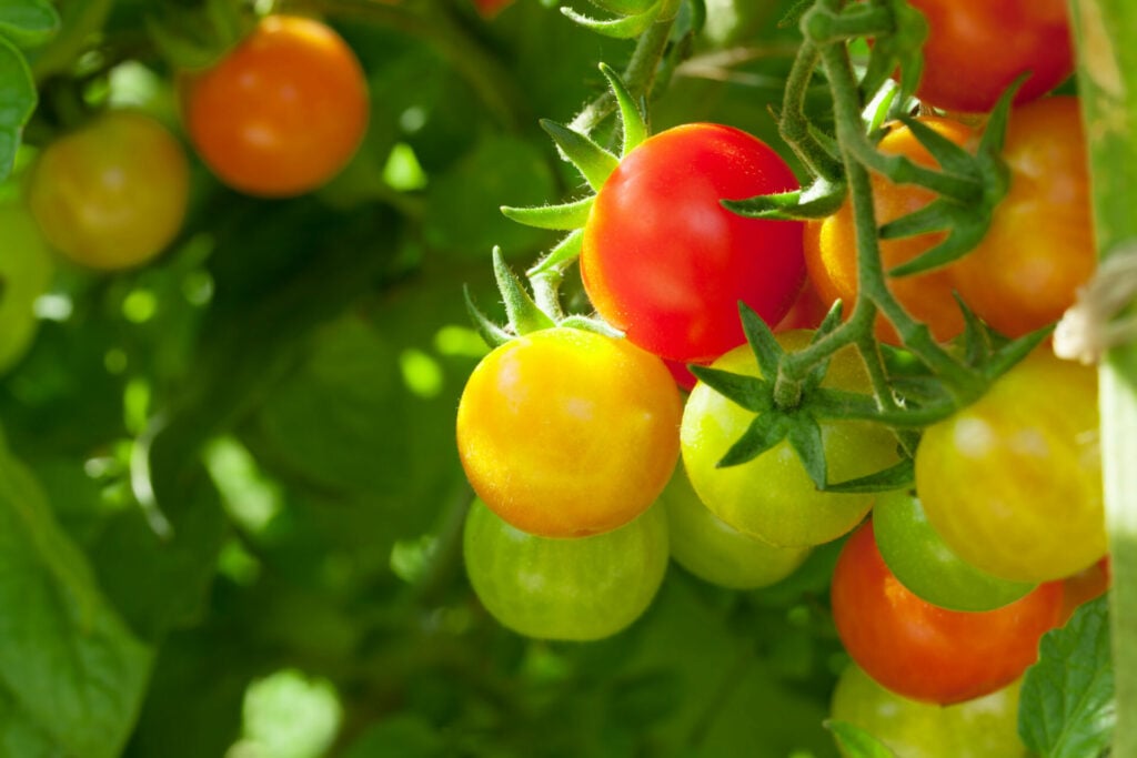 Homegrown cherry tomatoes in UAE farm