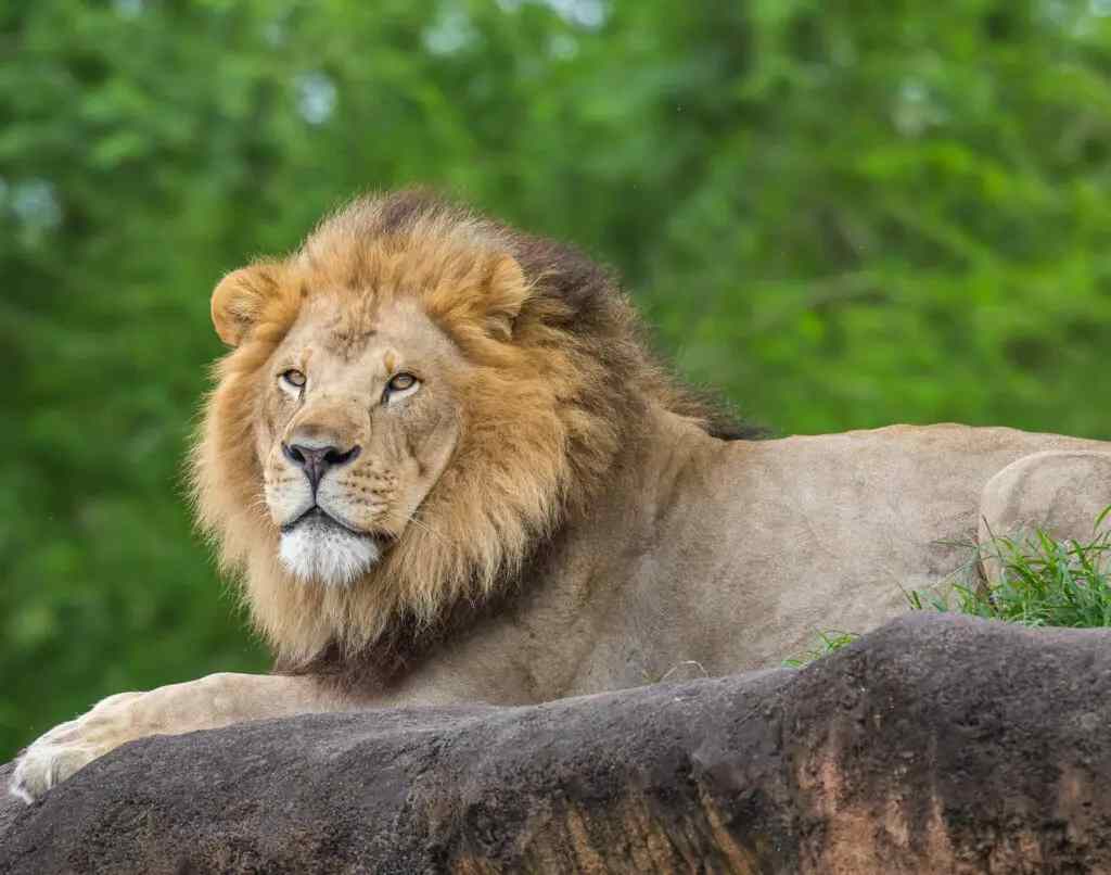 Lions are one of the most victims of trophy hunters