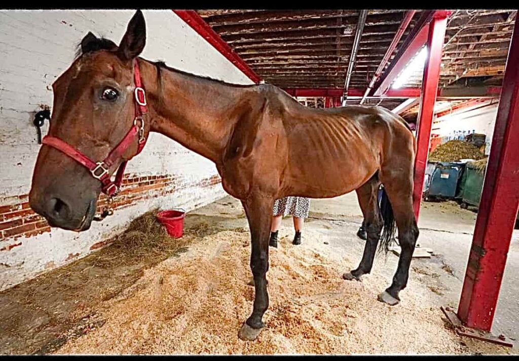 Ryder an emaciated horse and carriage animal