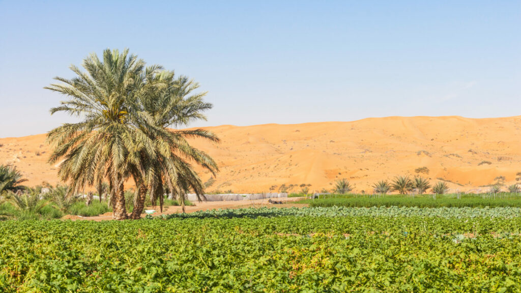 UAE farm with palm tree and sand dunes 