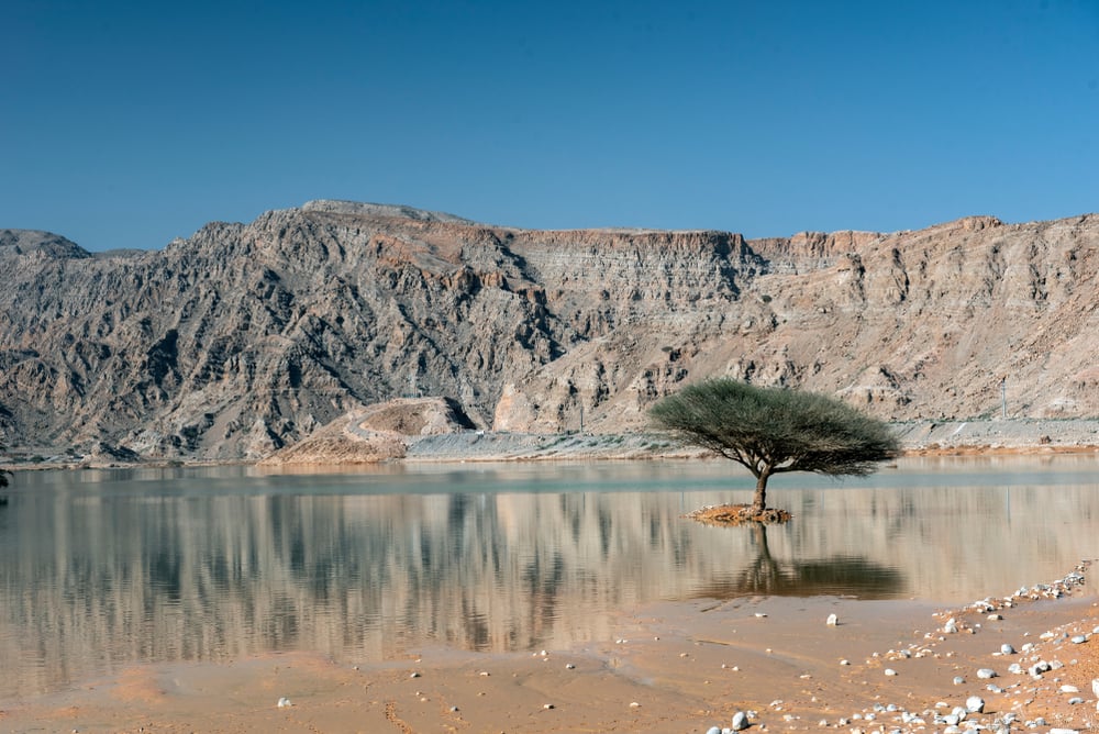 tree reflected in water surrounded by cliffs 