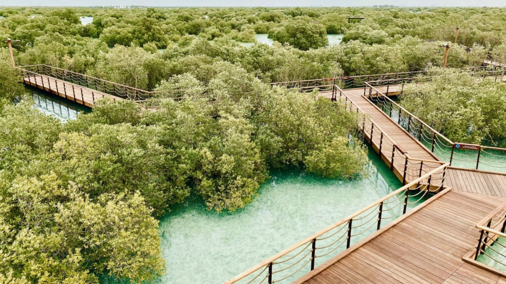 mangrove national park with walkways running through