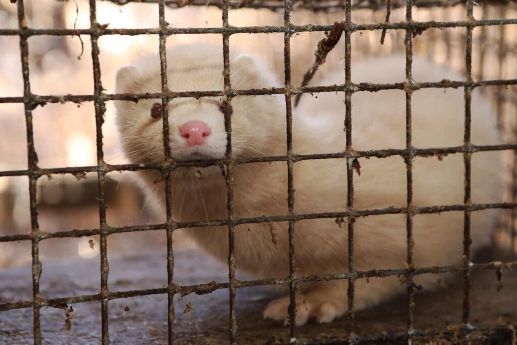 white mink in a cage at a fur farm