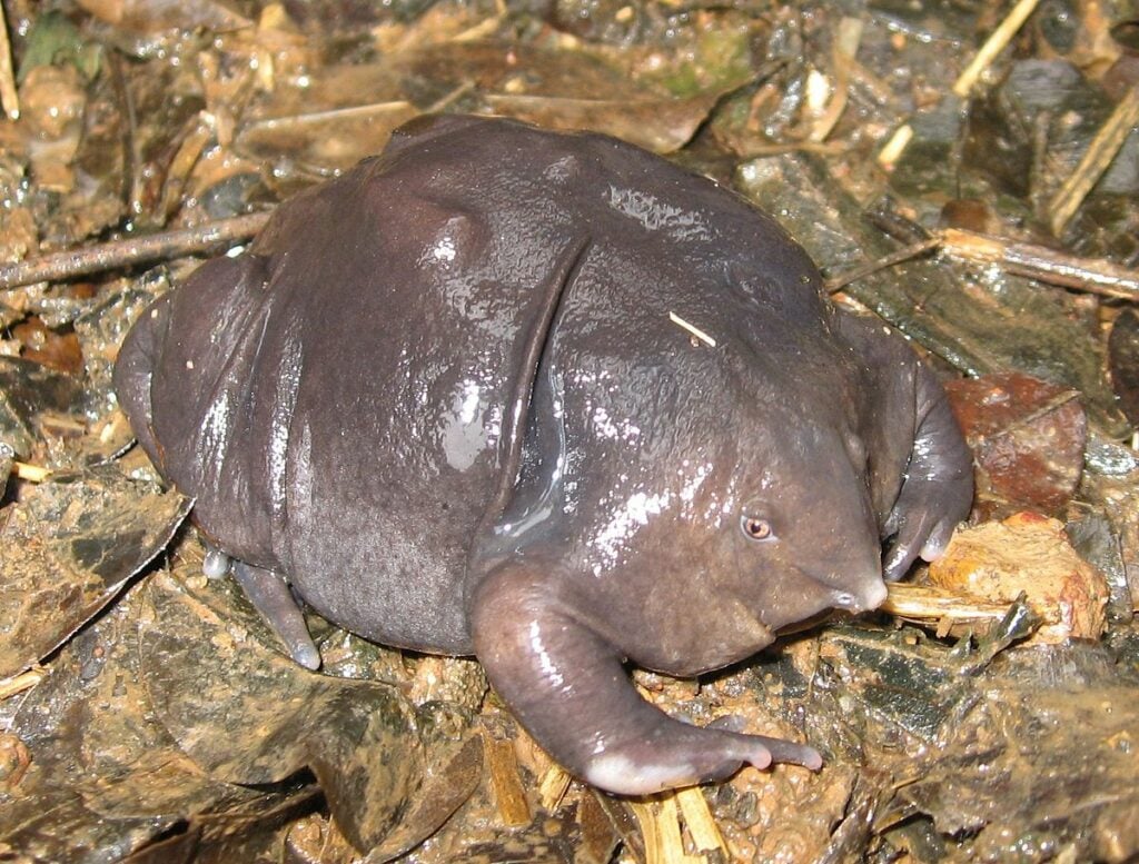 purple bloated frog 