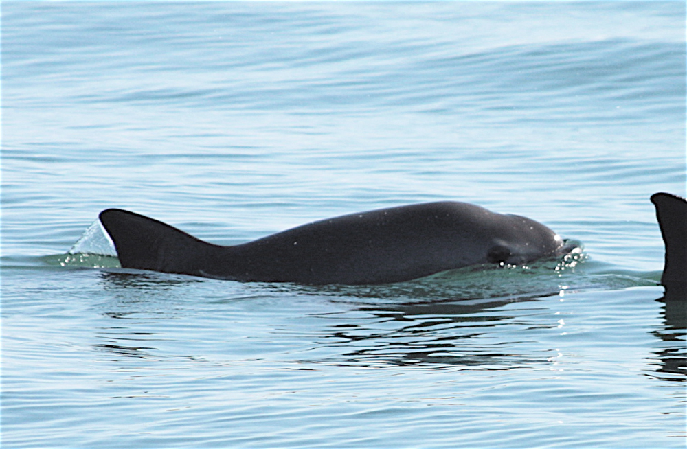 the vaguita porpoise 