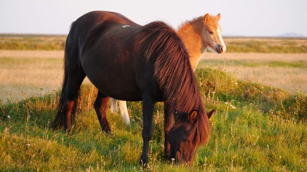 A mare and her foal on a blood farm in Iceland where blood is harvested for the red gold. Credit: Animal Welfare Foundation 