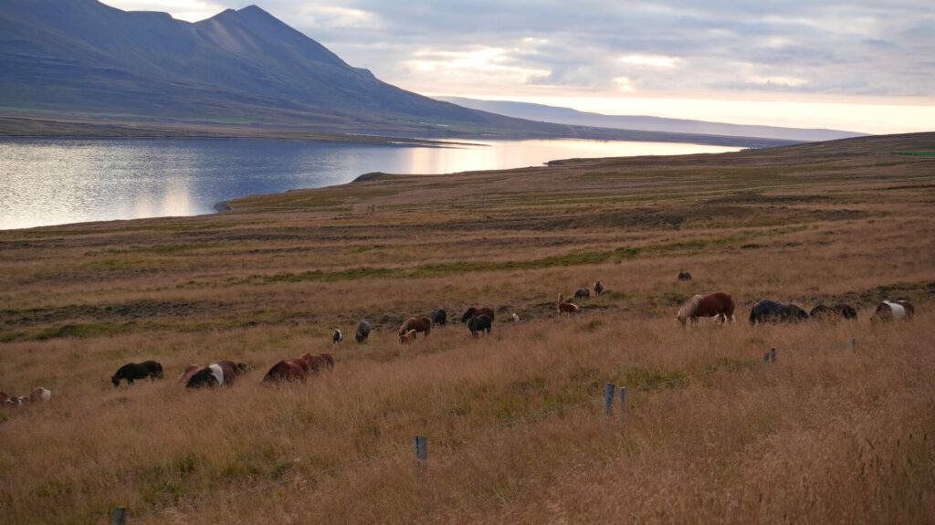 A herd of mares bred for the blood farms to produce red gold in Iceland. Credit: Animal Welfare Foundation 