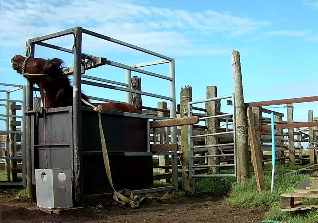 A pregnant mare in a restraint box having blood extracted to make red gold. Credit: Animal Welfare Foundation 