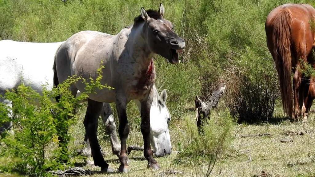 A horse injured and in pain after blood has been extracted at a vampire farm. Credit: Animal Welfare Foundation  