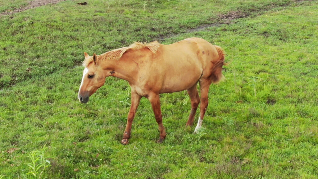 horse injured and can see where annular has gone into neck to extract blood 