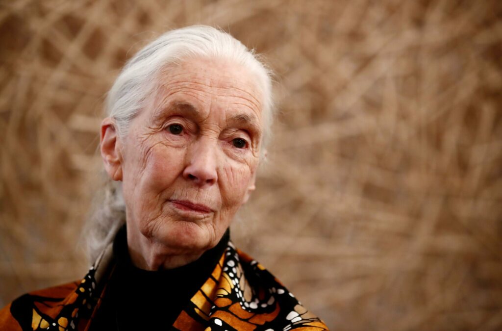 Jane Goodall looking to camera 