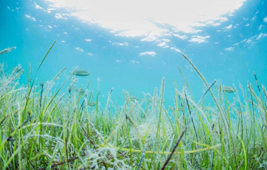 seagrasses help mitigate climate change 