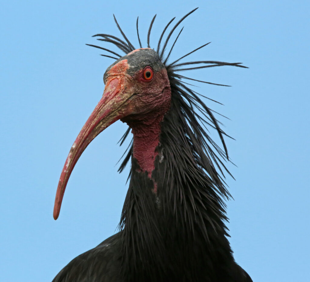 Cambodia’s ugly balding giant ibis