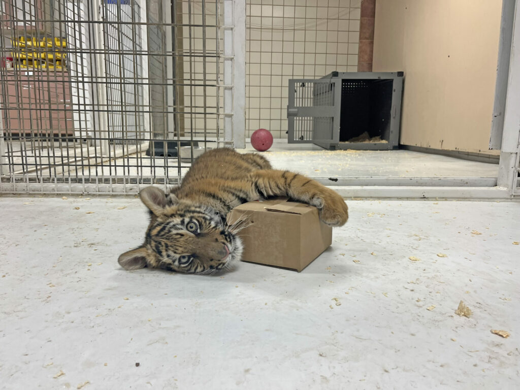 baby tiger cub plays in his new home 