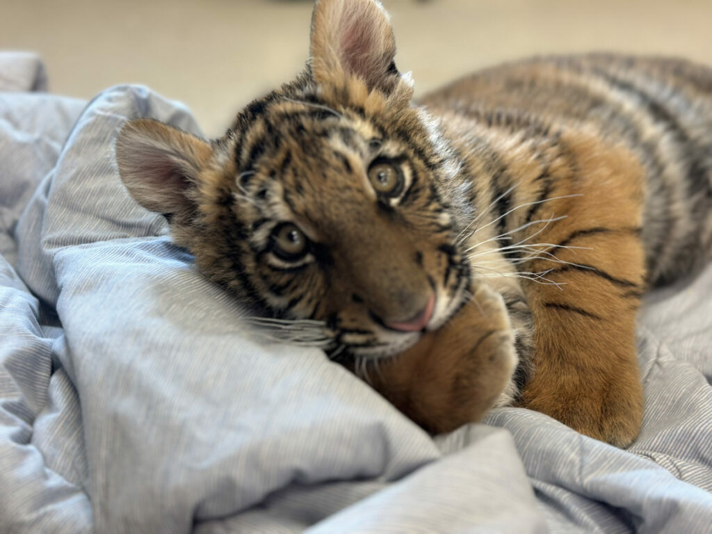 close up of baby tiger cub looking to camera 