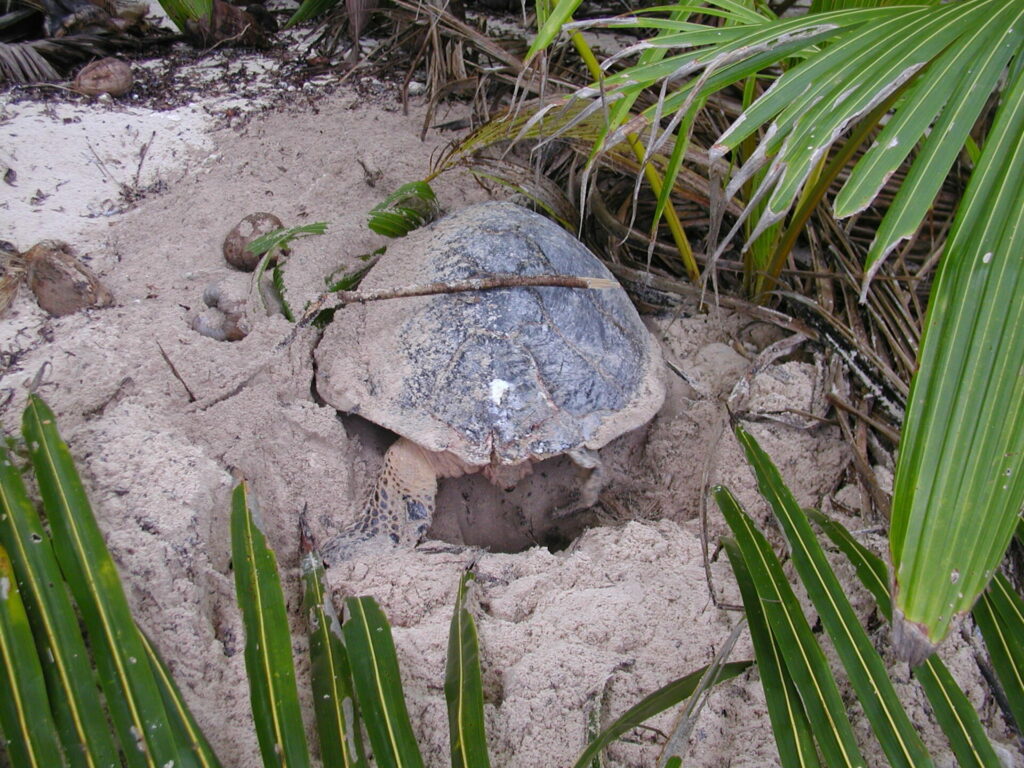 turtle nesting in the seychelles 