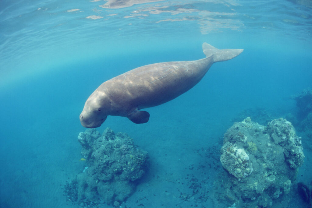 the sea cow dugong muches through 30kgs of seagrass a day 