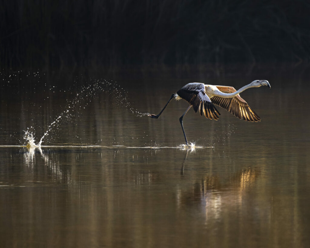 flamingo taking off over water 