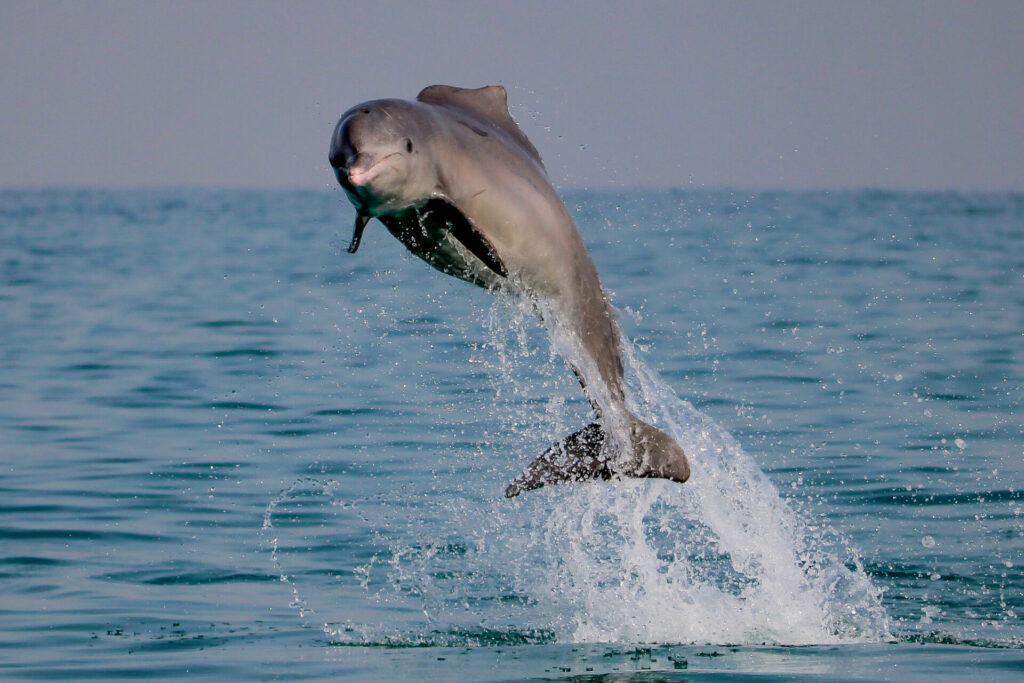 Dolphin jumping from water 