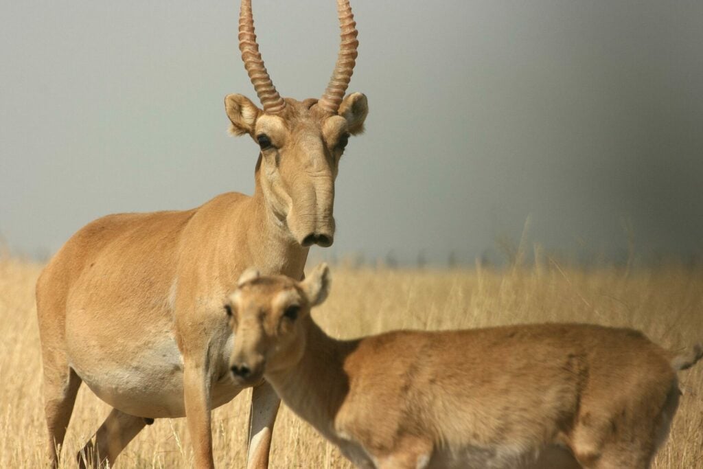 the 'ugly' Saigo antelope