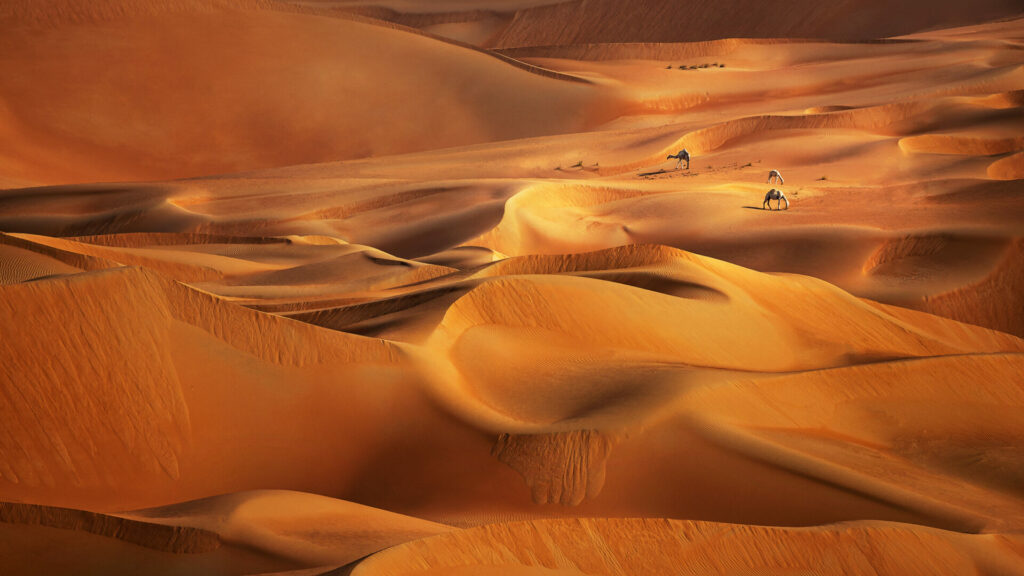 camels in the desert at sunset 