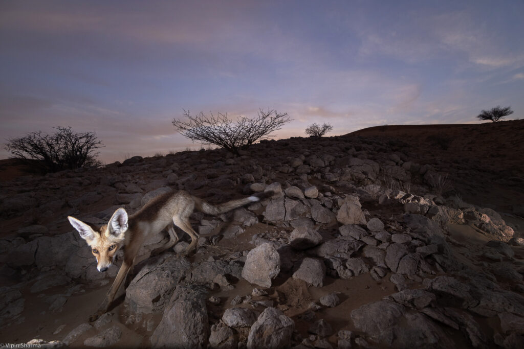 Arabian fox in Sharjah desert gets number 3 in our photo competition