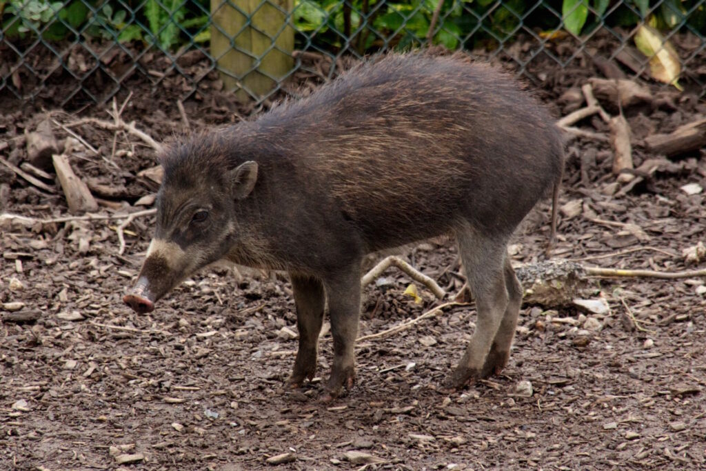 the ugly visayan warty pig 