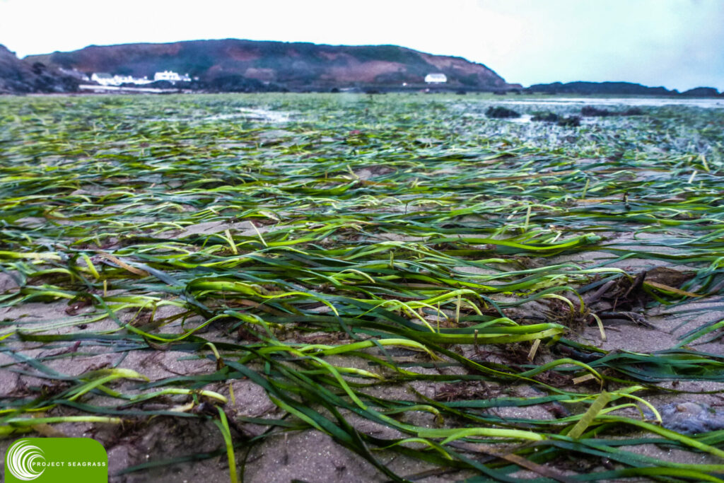 common eelgrass seagrass on the Pen Llyn