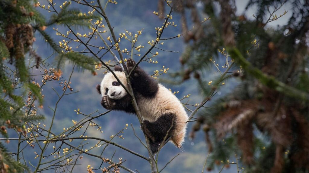 Humans are conditioned to favour cute animals like pandas over ugly ones 