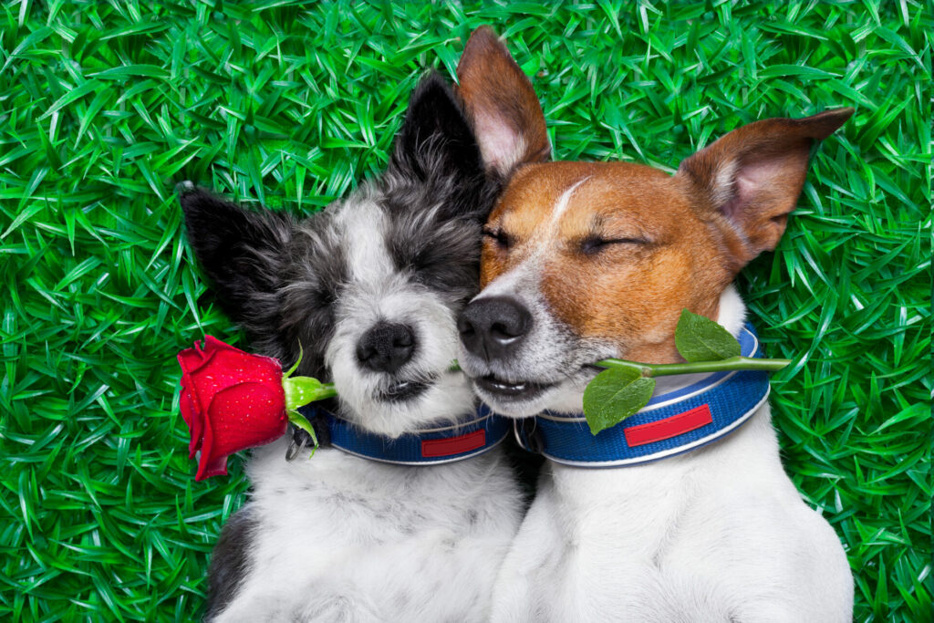 Couple of dogs in love for valentine's day cuddling with rose in their mouths