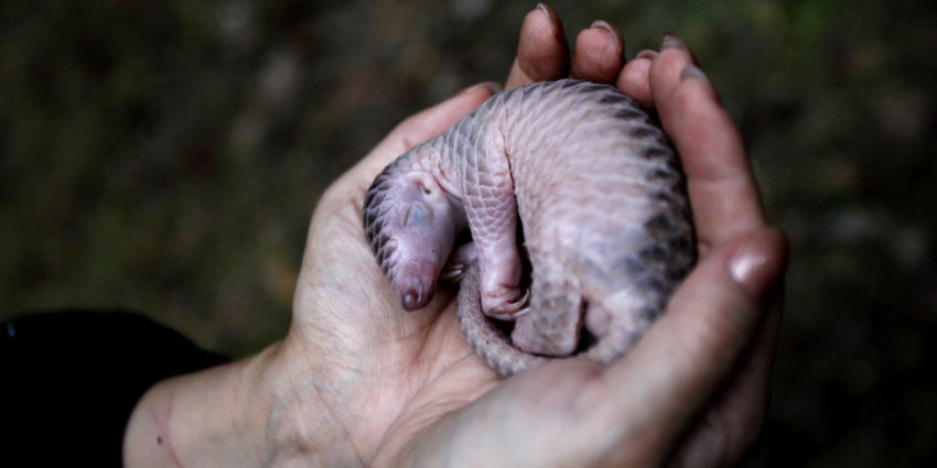 cute pangolin in hand 