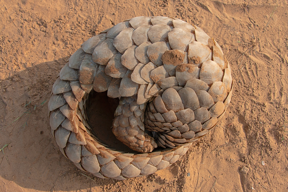 rolled up pangolin 