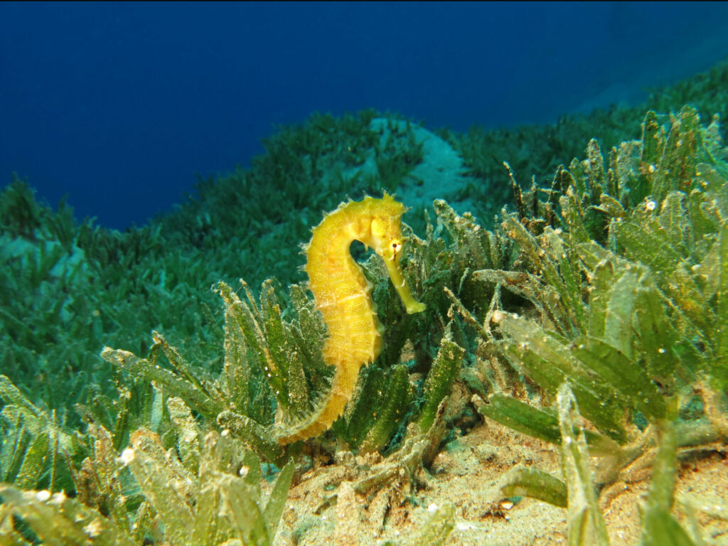 Seahorse Hippocampus jayakari in the seagrass meadow