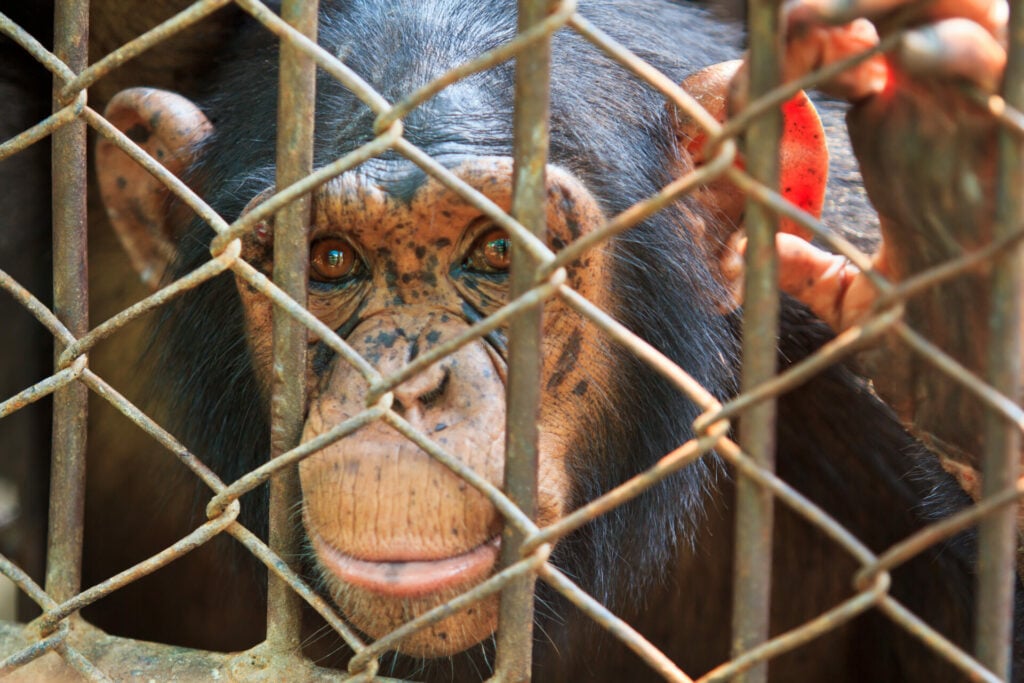 a chimpanzee in a cage 