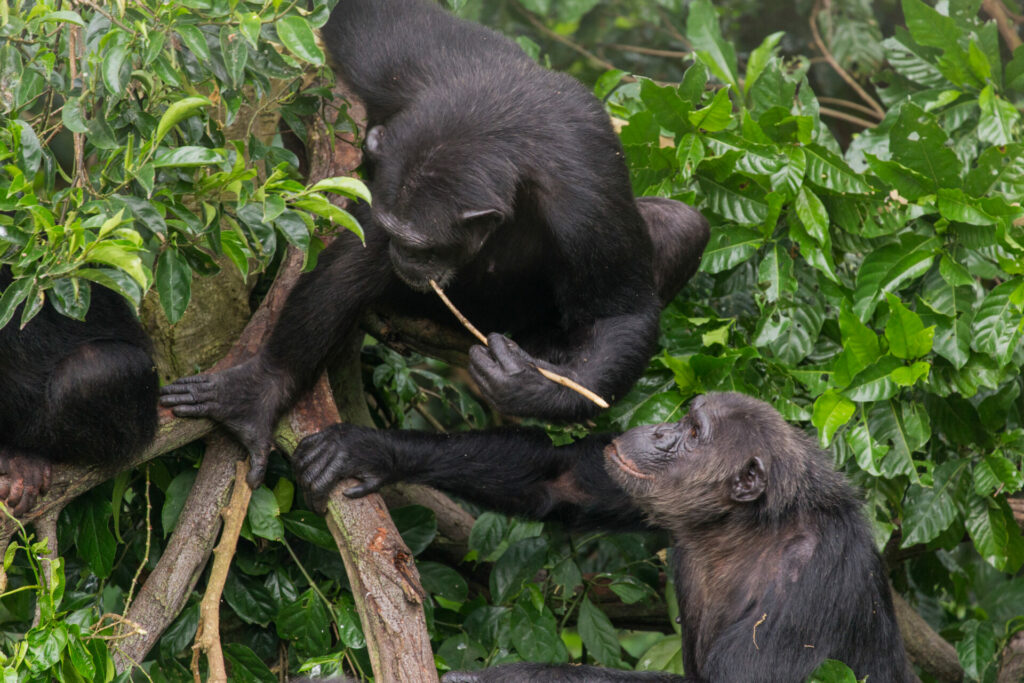 Jane Goodall studied chimps and discovered they use tools