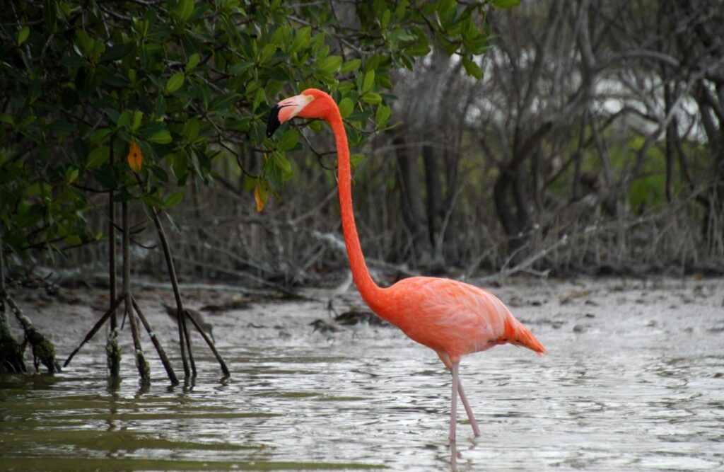 flamingo walking through mangroves 