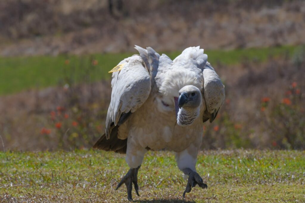 cape griffon vulture