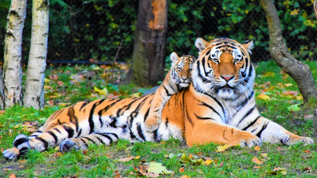 a tiger in the wild with her cub on her back 