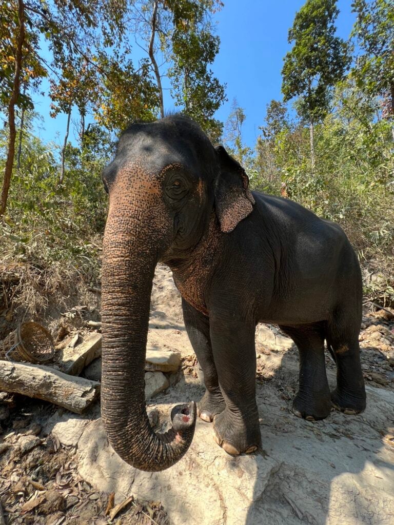 Chai Lai Orchid elephant 