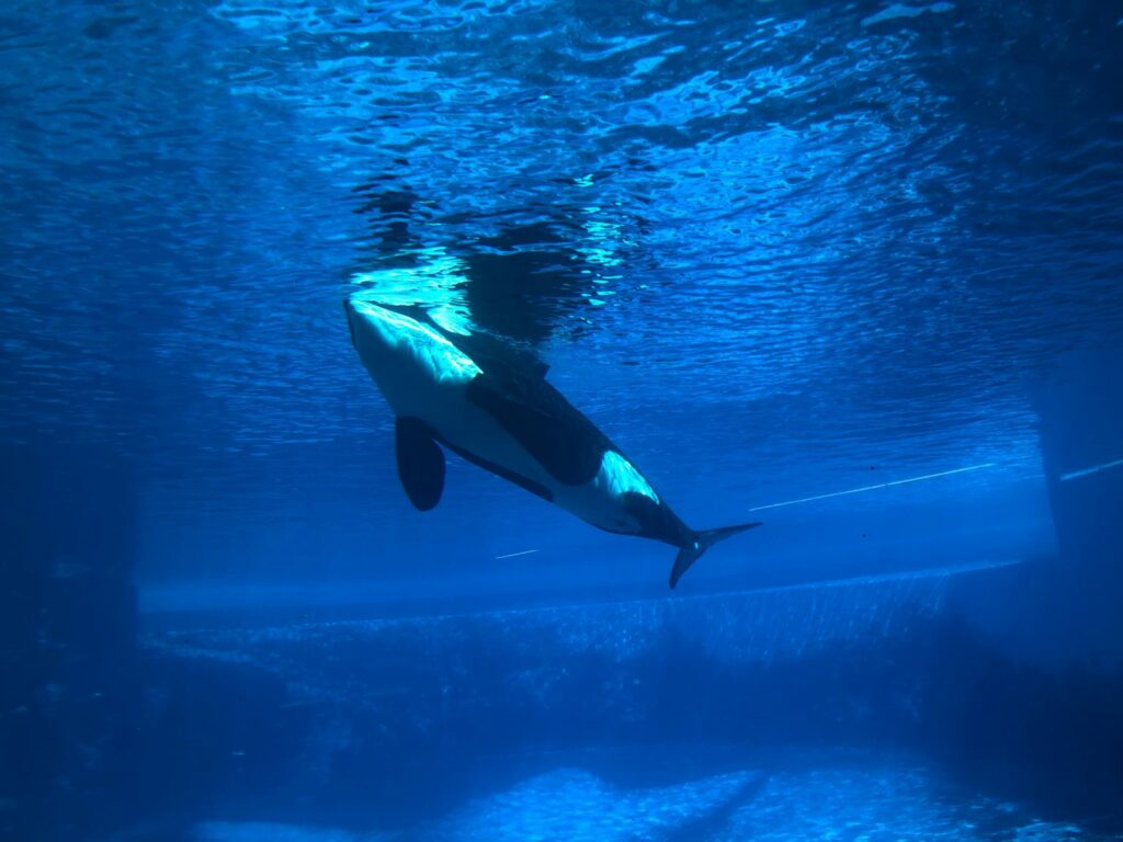 Kiska the orca in her tank