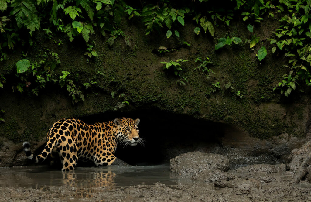 Ecuadorian amazon wildlife 