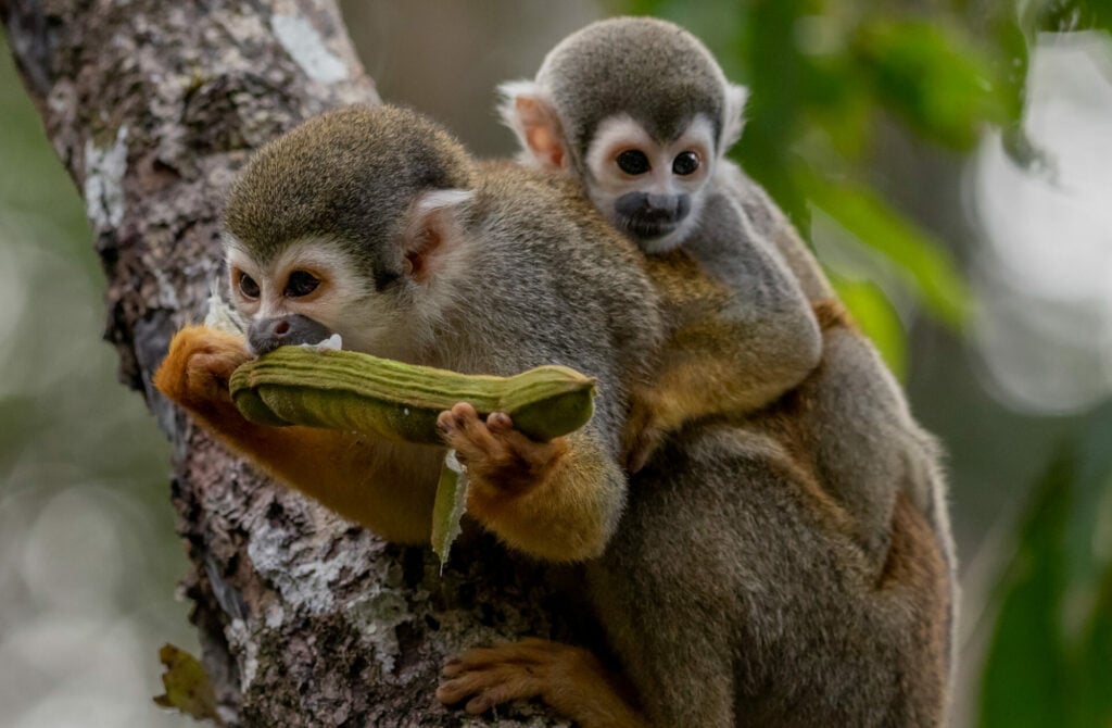 monkeys - mum with baby on her back - in the Ecuadorian Amazon rainforest