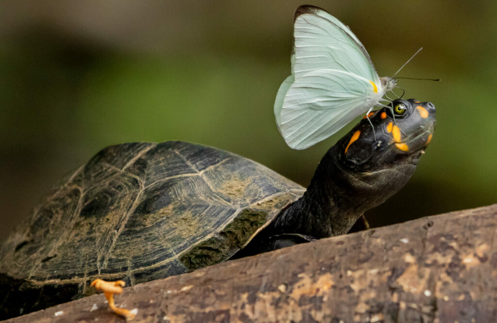 butterfly sitting on tortoise in the Ecuadorian amazon rainforest 